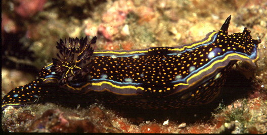 Hypselodoris agassizii